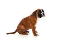 Adorable Boxer Puppy Sitting