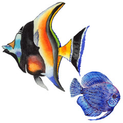 Wall Mural - Watercolor aquatic underwater colorful tropical fish set. Red sea and exotic fishes inside.