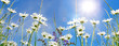 Frühlingserwachen: Meditation, Relaxen in Blumenwiese mit leuchtend schönen Margeriten :)