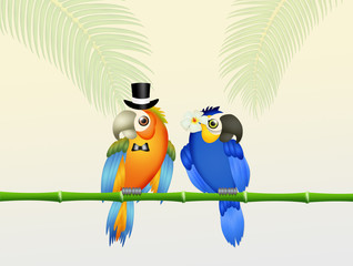 Canvas Print - Wedding of parrots