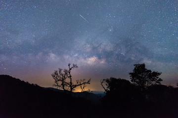 Wall Mural - beautiful sky with many stars above the forest, milky way.