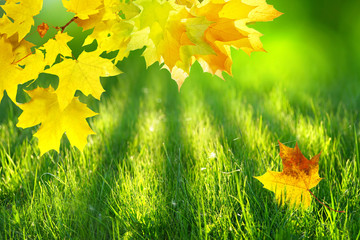 Wall Mural - Golden leaves of the maple glow in the rays of the sun in the autumn. A beautiful maple leaf in the grass in the sunlight bands.  Autumnal template for text.