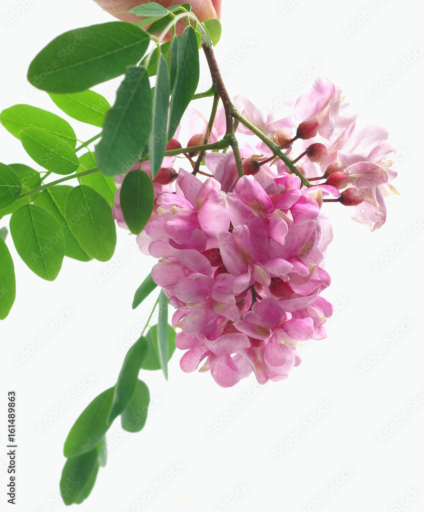 Robinia pseudoacacia / black locust pink flowers - obrazy, fototapety, plakaty 