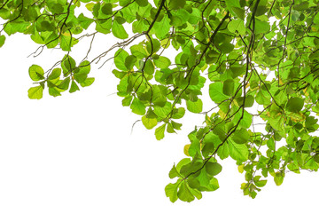 branch of green leaf isolated on white background with copy space for backround, concept for spring 