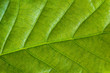 © alicja neumiler - Fresh green leaf texture, leaf macro background