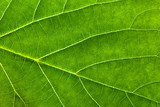Fresh green leaf texture, leaf macro background