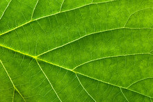 Fresh Green Leaf Texture, Leaf Macro Background