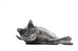 Beautiful gray cat of breed Russian blue lies and looks down. Background is isolated.