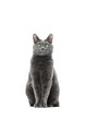 Beautiful gray cat of breed Russian blue sits and looks straight into the frame. Background is isolated.