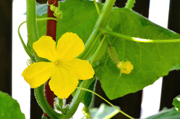 Wall Mural - Cucumber flower