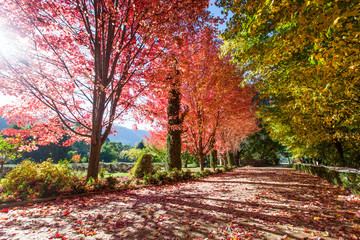 Trees during Autumn in Bright, Victoria, Australia