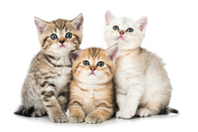 Drei Kleine Katzen