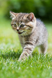 Fototapeta Koty - Kätzchen im Gras