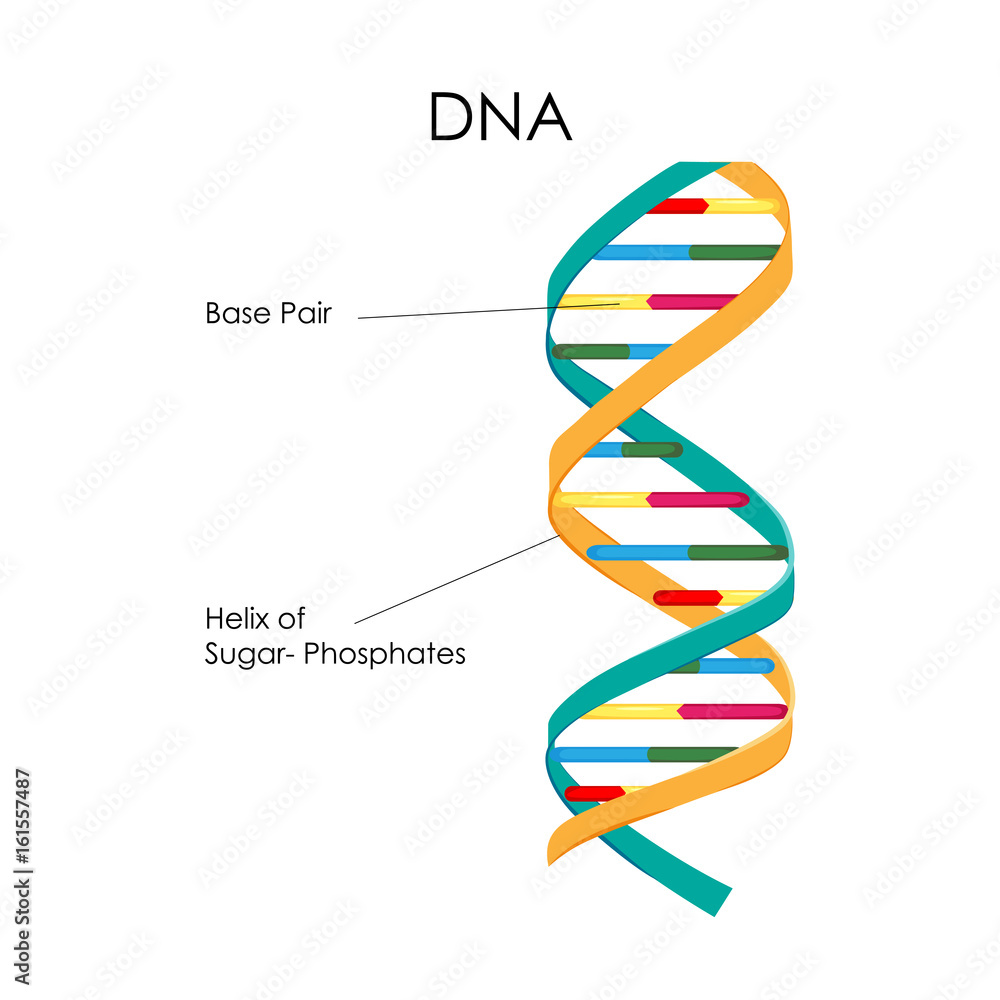 Biology Chart
