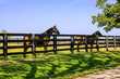 Horses enjoying the summer sunshine at farms around Versailles nr Lexington, KY, the State known as the 