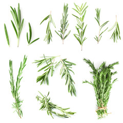 Wall Mural - Collage of rosemary twigs on white background