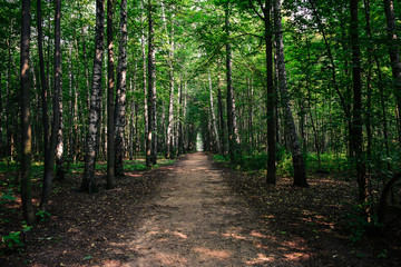 Fototapeta ścieżka sosna krajobraz las drzewa