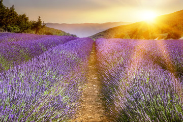 Wall Mural - Beautiful image of lavender field over summer sunset landscape.