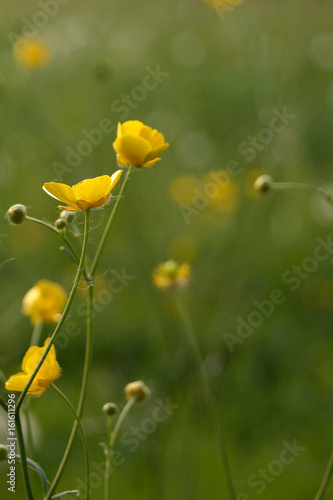 Fiori gialli ranuncoli su sfondo di prato verde - Buy this stock photo and  explore similar images at Adobe Stock | Adobe Stock