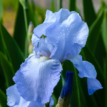 Beautiful Large Iris Flower With Blue Petals Is Covered With Raindrops