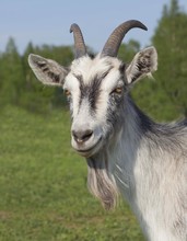 Goat Portrait On Natural Background