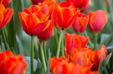 Fototapeta Tulipany - Red tulip flower fields blooming in the garden