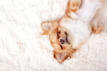 Cute Ginger Chihuahua Asleep On A White Carpet