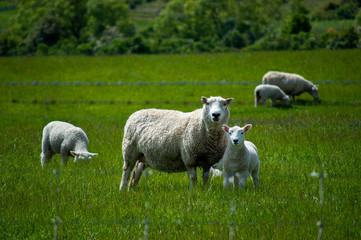 sheep in new zealand