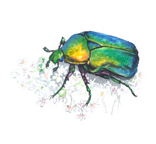 Rose Chafer (cetonia Aurata)with White Flowers. Watercolor Illustration On White Background