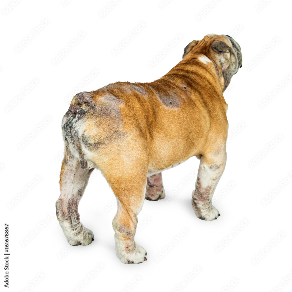 english-bulldog-with-skin-rashes-from-allergies-stock-photo-adobe-stock