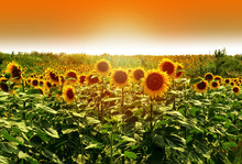 Sunflower Field