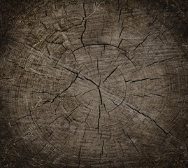 Wall Mural - large circular piece of wood cross section with tree ring texture pattern and cracks isolated on whi