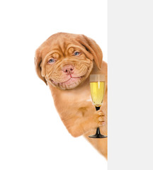 Poster - Smiling puppy holding glass of champagne and peeking from behind empty board. isolated on white background