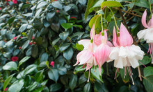 Pink Fuchsia Blooming Flowers