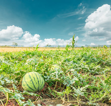 Watermelon Field In The Summer