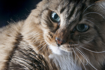 Beautiful fluffy big cat on a black background