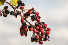 Unripened Blackberries