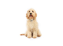 Cockapoo Sitting On A White Background