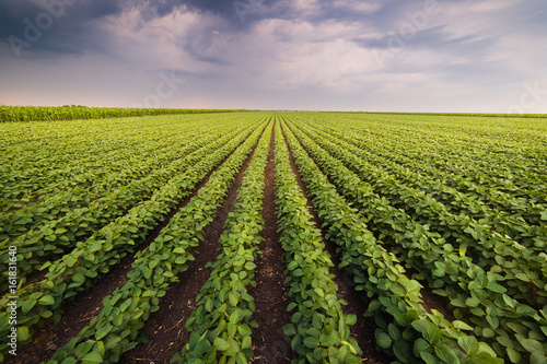 Cuadros en Lienzo Agricultural soy plantation on sunny day - Green growing soybeans plant