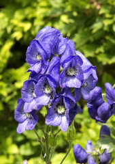 Campanula