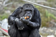 © susan flashman - chimpanzee