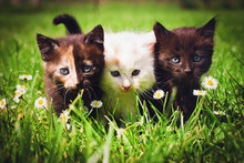Cats On Grass Flower Field Background.
