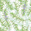 Rosemary or Rosmarinus officinalis. Leaves and flowers. Seamless pattern. Vector illustration.