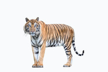 Bengal Tiger Isolated