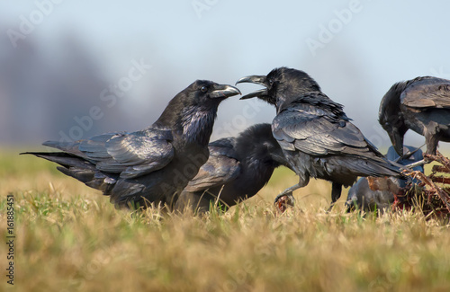 Fotografie, Tablou Common ravens interactions – hard quarrel between two birds for carrion