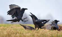Common Ravens Interactions – Hard Fight Between Two Birds For Carrion 