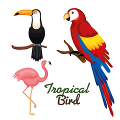 Sticker - Toucan guacamaya and flamingo over white background vector illustration