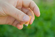 © golubka57 - Cigarette in the man's hand on a background of green grass blur. The concept of a healthy lifestyle, the dangers of Smoking
