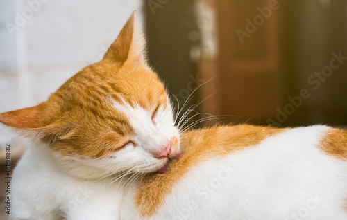 The Cat Licking Fur Off Cleaning The Body Of It Buy This Stock