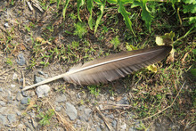 Lost Big Feather Of A Wild Goose